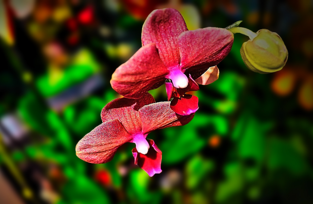 The Science of Biophilia: Why We Need Greenery