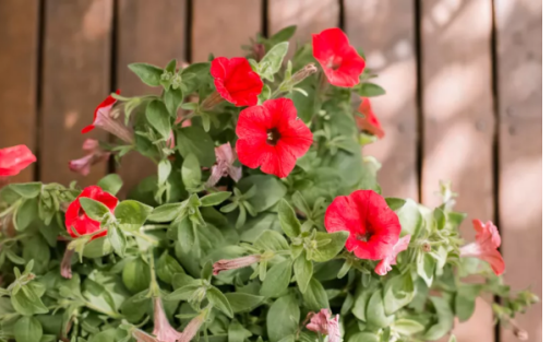 Mastering Planting Techniques for Optimal Growth and Vibrant Blooms
